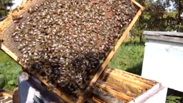 Состояние семьи на 8 сентября. Зимовка на меду. смотреть онлайн