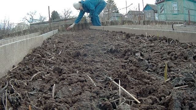 ЧЕСНОК ВЗОШЕЛ _ СНИМАЕМ ГРУНТ У ВЪЕЗДА