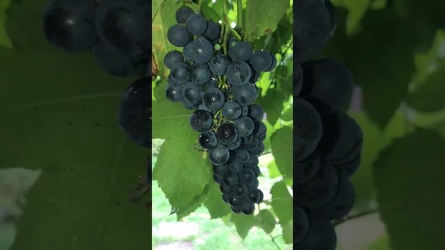 Дача. Наш Виноград ? смотреть онлайн