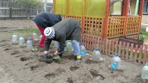 Мегатон нашёл свой дом/Высаживаем рассаду капусты!