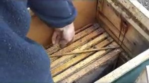 Зимовка пчел