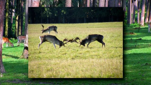 Fallow Deer facts: the SPOTTED DEER 🦌 | Animal Fact Files смотреть онлайн