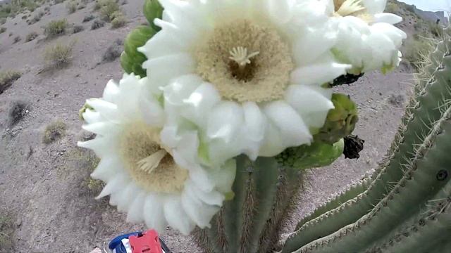 Saguaro Cactus Flowers bloom for less than 24 hour смотреть онлайн