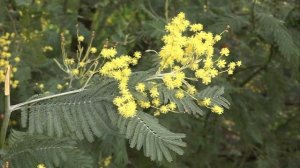 Mimosa - Acacia dealbata