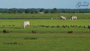 Южная Америка Природные Зоны. Саванны и Редколесья(Льянос и Кампос)