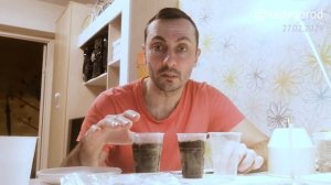 Посев семян: что и как. Вербена буэнос-айресская (Verbena bonariensis)