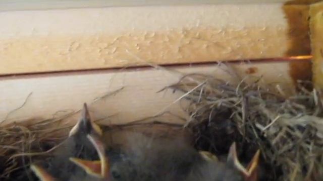 Птенцы трясогузки смотреть онлайн