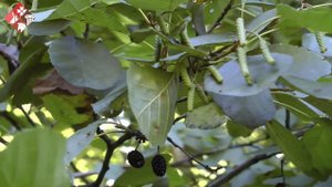 Музей на природе. Ольха