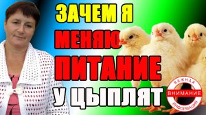 Зачем я МЕНЯЮ ПИТАНИЕ у цыплят. Кормление двухнедельных цыплят.