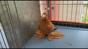 Голуби Германии выставка обзор. Двухчубые голуби. Tauben. Pigeons. Palomas. Pombos. 비둘기. کبوترها.