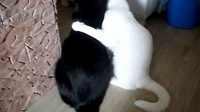 Киса обнимает кота