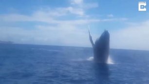 Горбатые киты и скутеристы