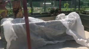 ВЫСОКАЯ ГРЯДКА в английской теплице, строим сами