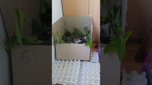 Птенец Ястреба тетеревятник