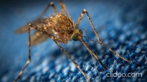 Звуки комара.Sounds of a mosquito.