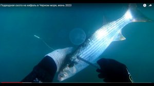 Подводная охота на кефаль в Черном море, июнь 2023
