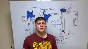 Кости предплечья анатомия / Кости предплечья / Лучевая и локтевая кости / Остеология