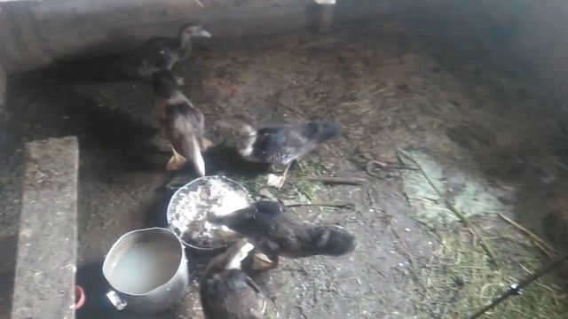 Индоутята как кормить!!! /МУСКУСНАЯ УТКА КОРМЛЕНИЕ ОТ НОЛЯ!// смотреть онлайн