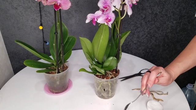 Новый житель, орхидея Роттердам с сюрпризом, чем обрабатываю орхидею при покупке? 30.01.2021 смотреть онлайн