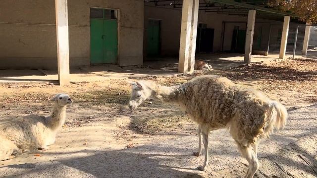 Влог. Ташкент ?? телебашня, yulduzlar muzeyi, бассейн. смотреть онлайн
