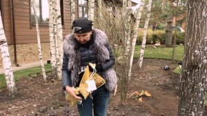 Немного о луковичных