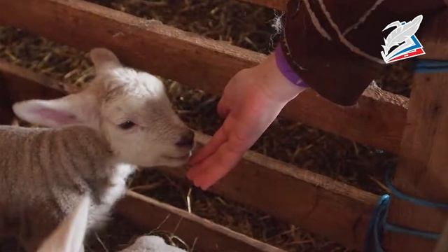 Животноводческая продукция