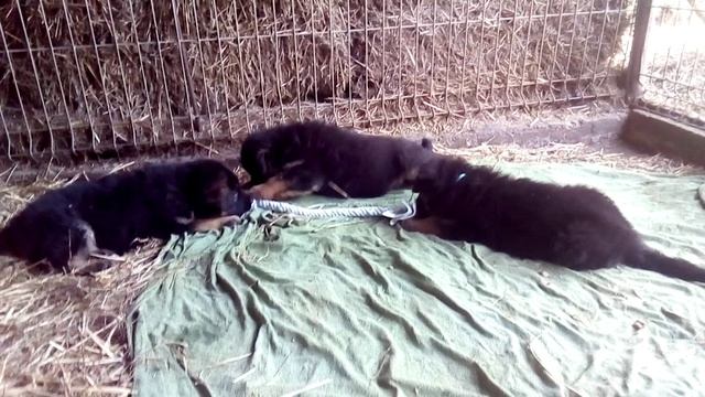 Щенки играют с плетеным флисовым канатом
Малышам 38 дней
H... Yankor Crimea