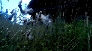 ЗАБРОШЕННАЯ ДЕРЕВНЯ КАМЧАТКА.ЧАСТЬ 2/МЁРТВАЯ ДЕРЕВНЯ.БРОШЕННЫЕ ДОМА.(Eng sub)