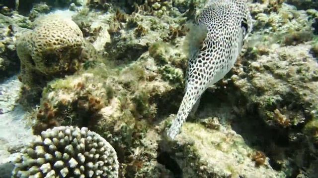 Звёздчатый аротрон (arothron stellatus)...DSCF8078 смотреть онлайн