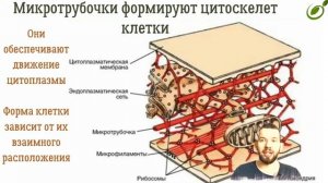 Л.15 | НЕМЕМБРАННЫЕ ОРГАНОИДЫ КЛЕТКИ | ОБЩАЯ БИОЛОГИЯ ЕГЭ