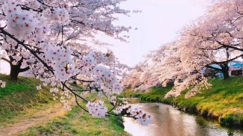 Лечебная музыка _Утренний релакс _Весеннее настроение. Расслабляющая музыка