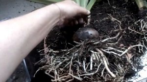 Гиппеаструм, мой грунт и пересадка!