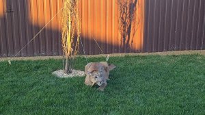 Месси- мелкий хулиган!