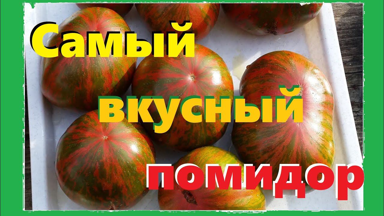 Обзор сортов томатов: цветные черри, Банановые Ноги, Ананас Зебра(Ananas Zebra ), Dwarf Uluru Ochre