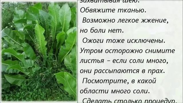 Листья хрена. Рецепт от боли в спине и суставах.