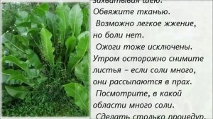 Листья хрена. Рецепт от боли в спине и суставах.