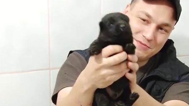 Щенки немецкой овчарки. Продажа. смотреть онлайн