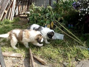 Московские сторожевые Л.Д. Варяг и Орнелла из В.С. 2007г.