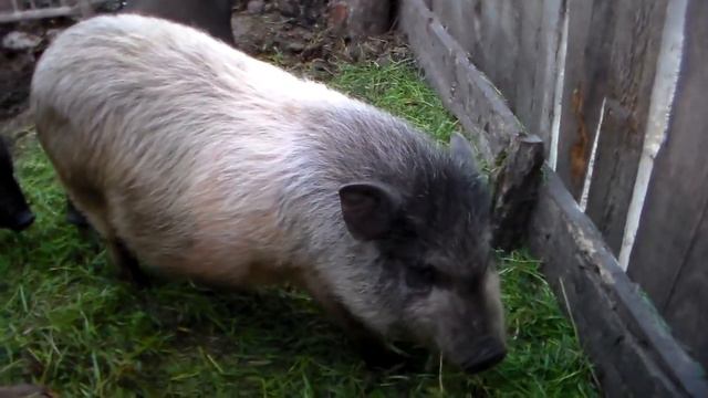 Вьетнамские поросята 26 апреля 2017 год, трава пришла весна пришла смотреть онлайн