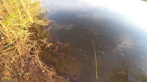 Рыбалка на спиннинг с берега в запретный период