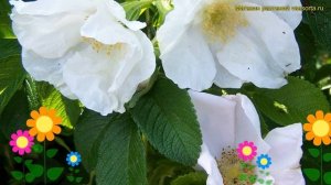 Шиповник морщинистый Альба. Краткий обзор, описание характеристик rosa rugosa Alba