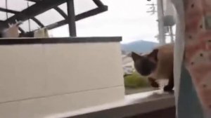 Кот прыгает с балкона