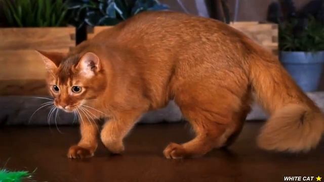 Сомалийская Кошка. Всё о породе - Уход и содержание смотреть онлайн