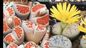 lithops care for beginners.