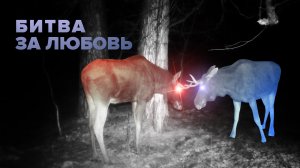 Драка лосей в Бузулукском бору попала на камеру видеонаблюдения