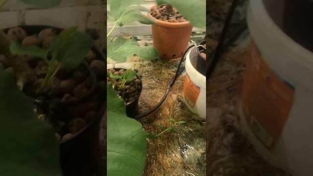 Инжир фиговое дерево под фитосветом смотреть онлайн