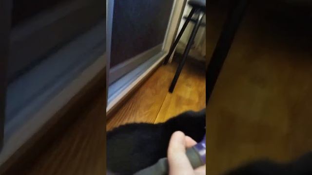 как и когда чистить кота имино шерсть 1 видио смотреть онлайн