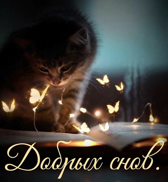 ?Желаю Доброго Вечера и Сладких Снов ! ОЧЕНЬ КРАСИВАЯ ОТКРЫТКА С ДОБРЫМ ВЕЧЕРОМ!?