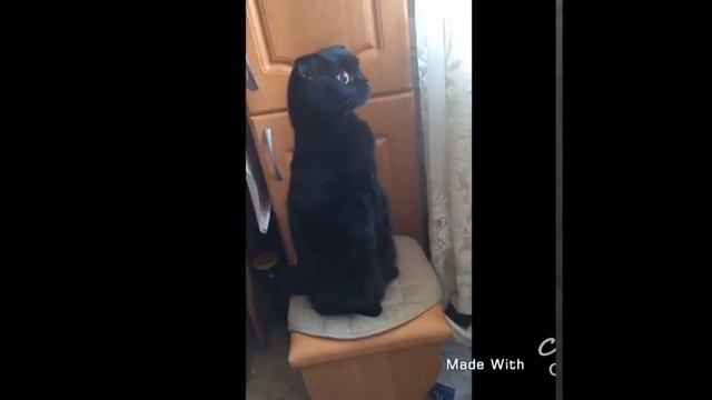 Кот сурикат смотреть онлайн