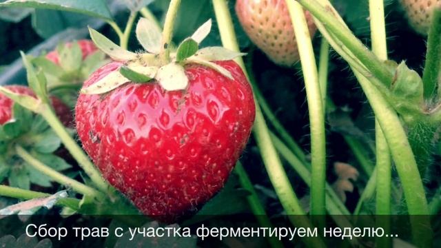 Выращивание органической клубники. Сорта АЛЬФА, ХОНЕЙ, ЧАМОРА ТУРУССИ